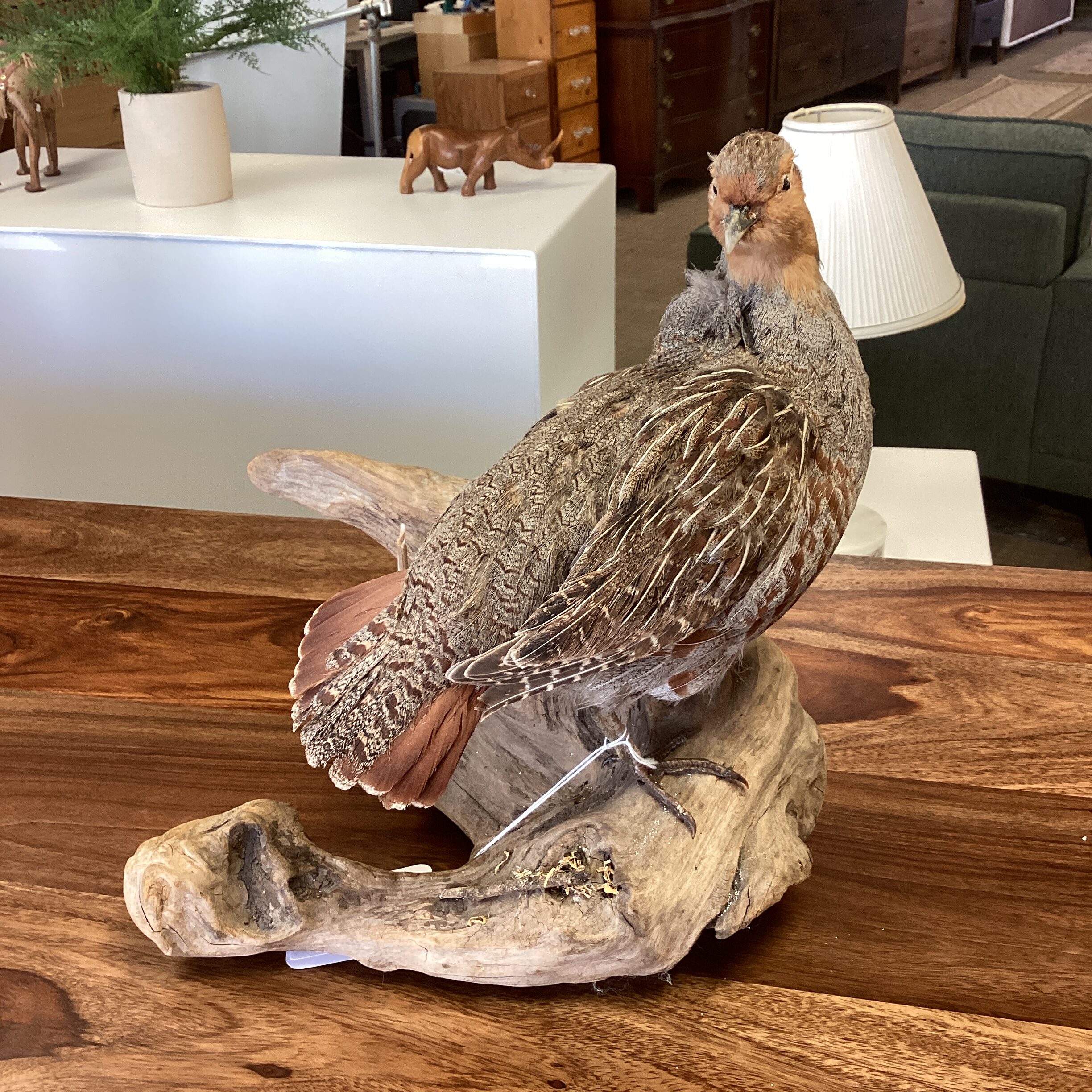 hungarian gray partridge taxidermy