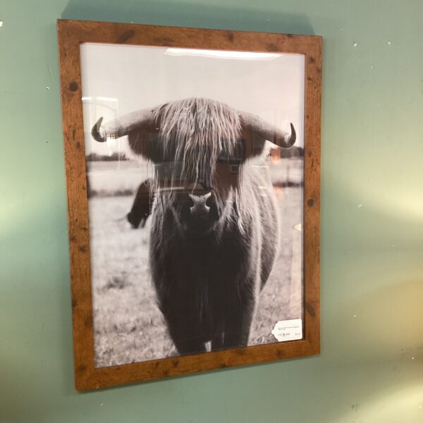 black & white scottish highland bull pic
