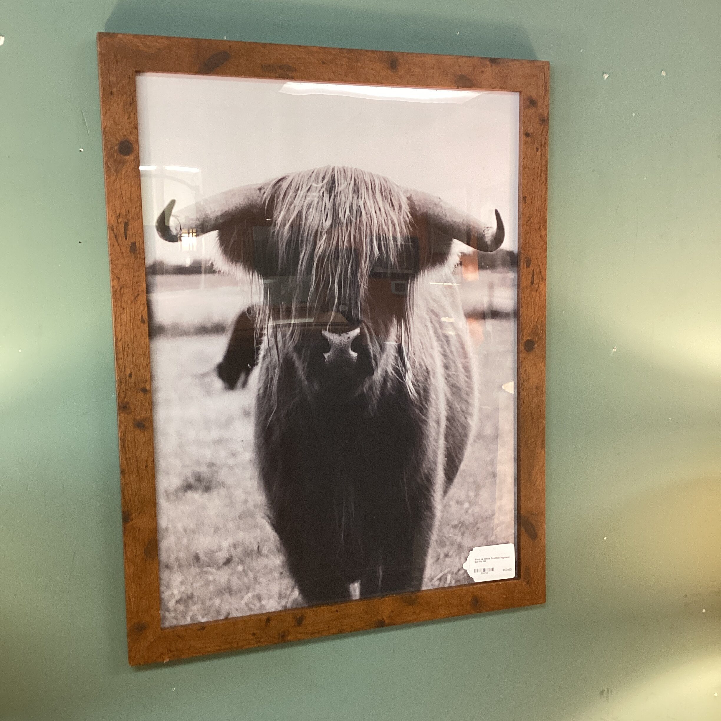 black & white scottish highland bull pic